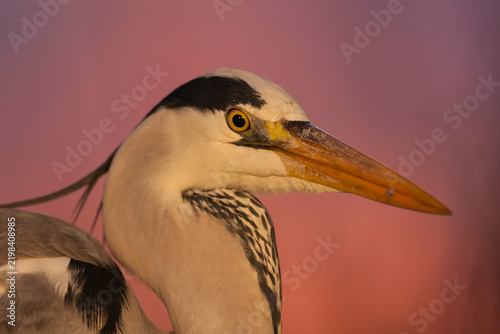 Фотография Grey Heron, Ardea cinerea
