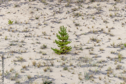 фотографія Lone young pine tree growing in sandy dunes with sparse dry grass