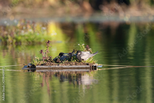 Bild auf Leinwand Black Tern, Chlidonias niger