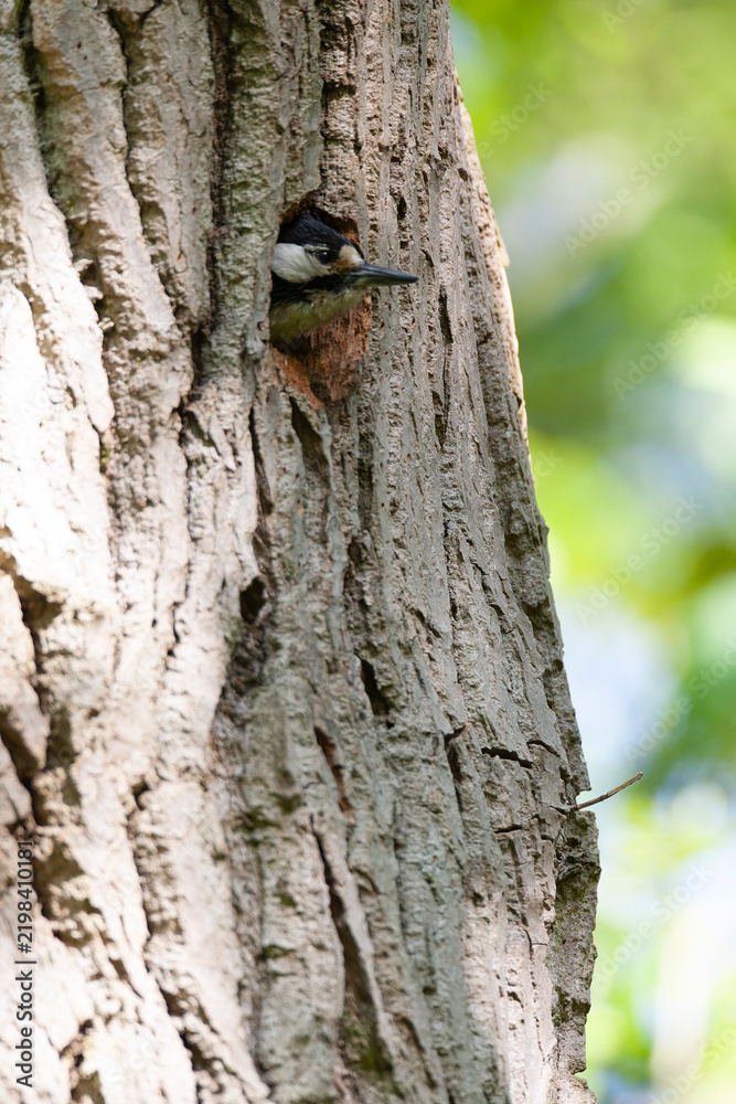 Obraz premium Great Spotted Woodpecker, Dendrocopos major pinetorum
