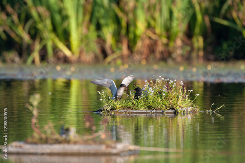 Foto Black Tern, Chlidonias niger