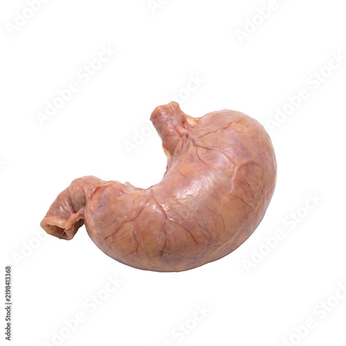 real human stomach organ part medical anaotomy