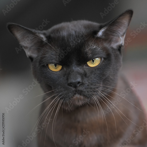 Allphotokz Cats 20251122 7327 Z9 S++