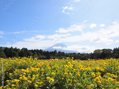 秋晴れの富士山とジニアの花畑 山梨県本栖湖