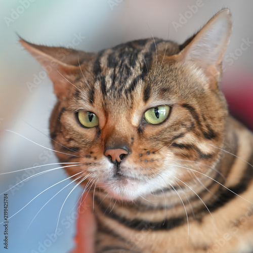 Allphotokz Cats 20251122 2382 Z9 S++
