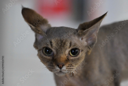 Allphotokz Cats 20251025 1171 Z9 S++
