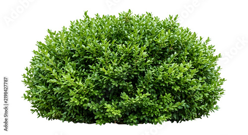 Dense green boxwood bush isolated on transparent background