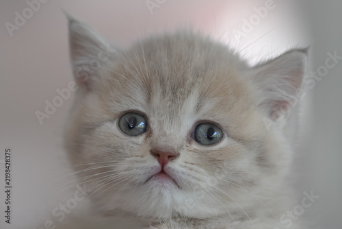 Allphotokz Cats 20250420 3386 Z9 S++