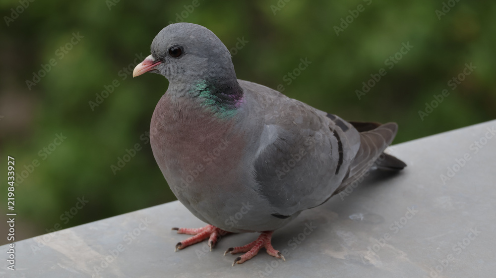 Obraz premium Pigeon on window sill