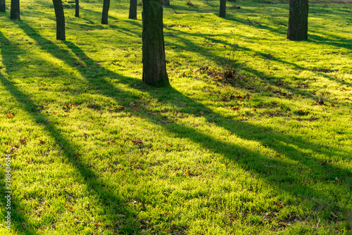 Foto Sunlit grassy forest floor with tree trunks