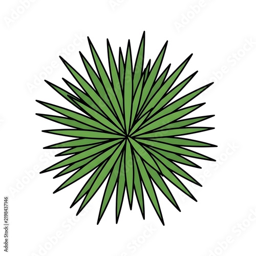 Vector illustration of a spiky green succulent or agave plant viewed from above, isolated on a white background.
