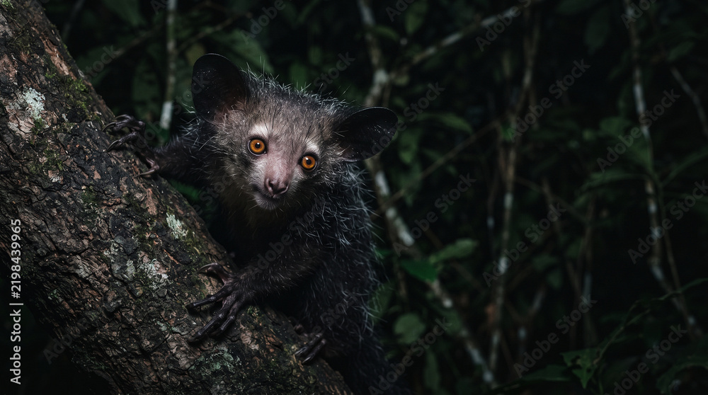 Obraz premium Aye-aye on a Tree Branch at Night: A unique aye-aye, a nocturnal primate with striking orange eyes and shaggy fur, clings to a tree branch in a dark forest.