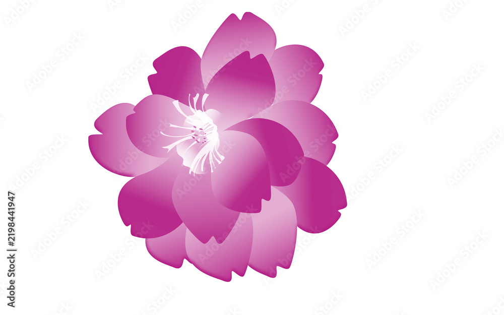 Fototapeta premium Magenta Flower Floral Silhouette Isolated on Transparent Background
