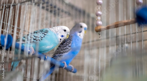 Two blue budgerigars perch together on a bar inside a wire cage with a hanging bead toy. Ideal for pet care, avian health, and companion bird content. Selective focus. Bokeh.