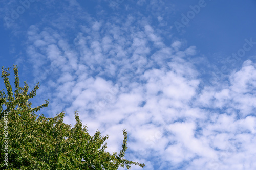 Quadro su tela Green tree foliage against a blue sky filled with white altocumulus clouds