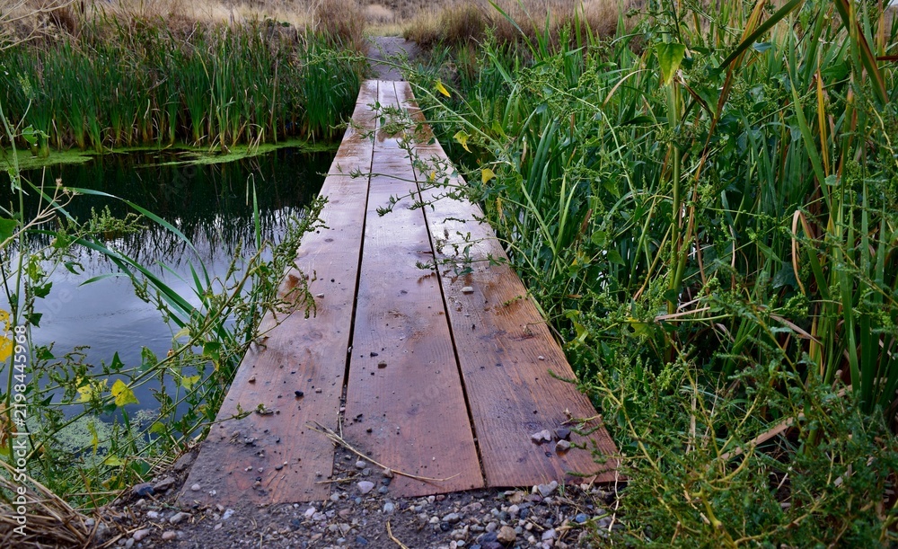 Obraz premium Wooden Boardwalk Through Lush Greenery