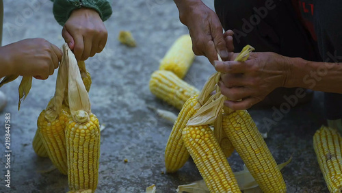 Fotografie Hands husking ripe yellow corn cobs