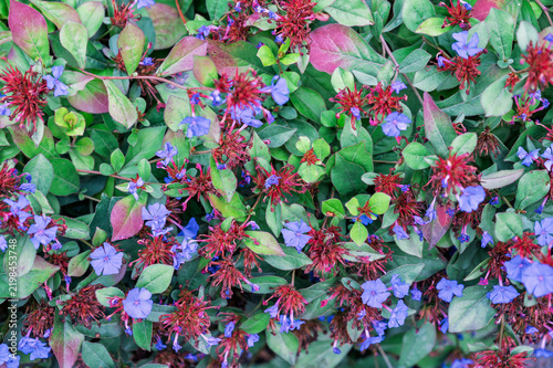 Obraz na plátně Overhead view of flowering hardy plumbago groundcover with blue blossoms and fol