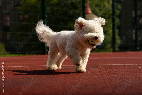 A close-up of a male fluffy Bichon Frisé dog standing on a red sport ground and holding a ball in its mouth, facing toward the camera lens on a sunny summer day. Pet photography with copy space.