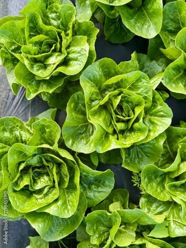 Top down close up view of fresh green butterhead lettuce heads growing on mulched soil.