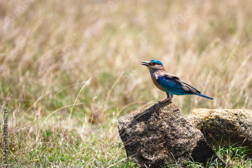 Photography Indian Roller Sitting on a Rock on the Ground in Grassland Meadow – Coracias benghalensis