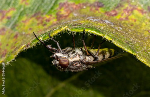 Obraz na płótnie Striped-eyed fly resting upside down under leaf