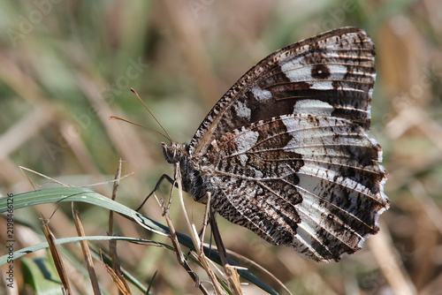 Papillon Silène Brintesia circe