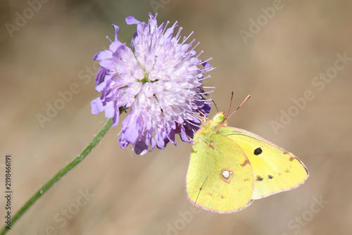 Papillon souci sur une fleur de scabieuse
