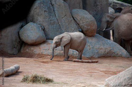 Elephant herd in wildlife of Africa. Wild elephant animal in nature. Wild elephant animal in zoo park. Wildlife and zoo. Fauna in wildlife. Animal park. African elephant in Valencia zoo. South Africa