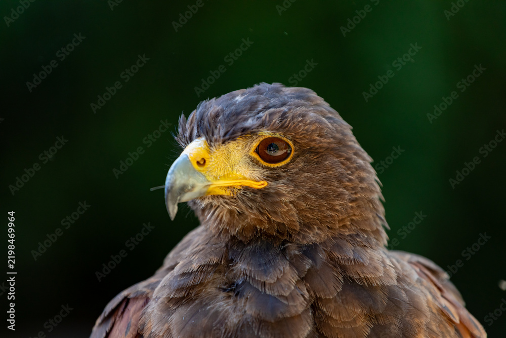 Fototapeta premium Harris's hawk displaying sharp vision and focused gaze