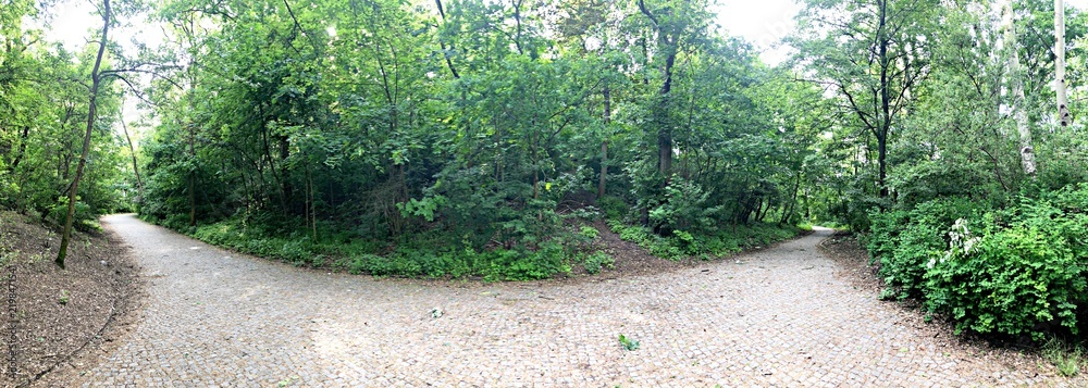 Fototapeta premium Path splitting into two directions in a lush forest
