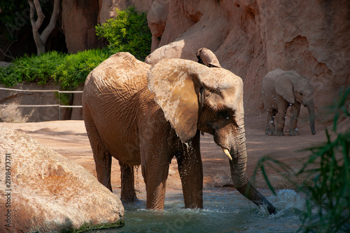 Elephant wet skin in wildlife of Africa waterfall. Wild elephant animal bath in waterfall. Wild animal bathing. Wildlife and zoo. Fauna in wildlife. African elephant in Valencia zoo