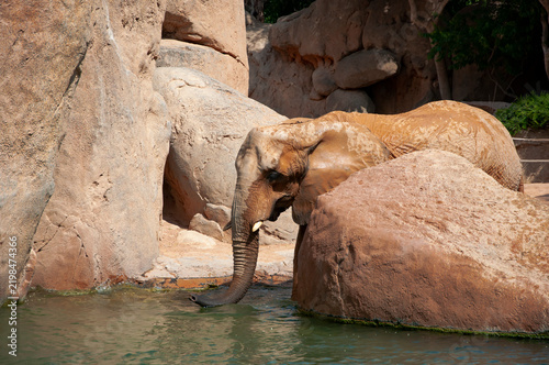 African elephant in Valencia zoo. Elephant herd in wildlife of Africa waterfall. Wild elephant animal bath in waterfall. Wild animal bathing. Wildlife and zoo. Fauna in wildlife. Natural water source