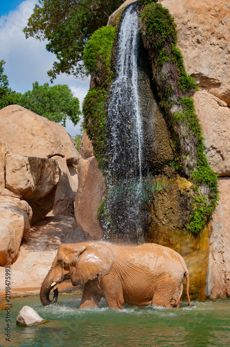 Elephant herd in wildlife of Africa waterfall. Wild elephant animal bath in waterfall. Wild animal bathing. Wildlife and zoo. Fauna in wildlife. African elephant in Valencia zoo. African wildlife