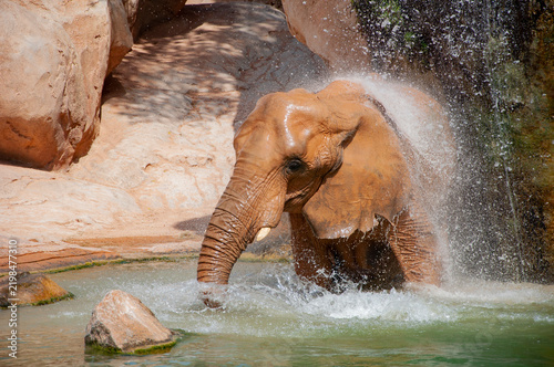 Wildlife and zoo. Fauna in wildlife. African elephant in Valencia zoo. Elephant herd in wildlife of Africa waterfall. Wild elephant animal bath in waterfall. Wild animal bathing. Large herbivore