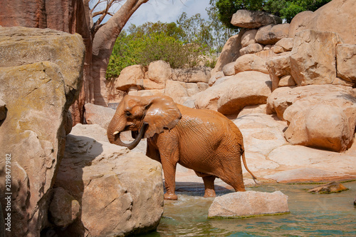 Elephant herd in wildlife of Africa waterfall. Wild elephant animal bath in waterfall. Wild animal bathing. Wildlife and zoo. Fauna in wildlife. African elephant in Valencia zoo. Drinking behavior