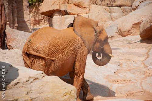 Fauna in wildlife. African elephant in Valencia zoo. Elephant herd in wildlife of Africa waterfall. Wild elephant animal bath in waterfall. Wild animal bathing. Wildlife and zoo. Muddy skin