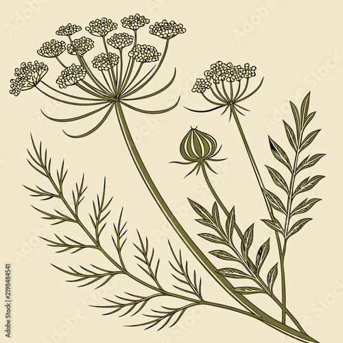 Obraz na plátně A botanical of a dill or fennel plant with umbel flowers, feathery leaves, and a