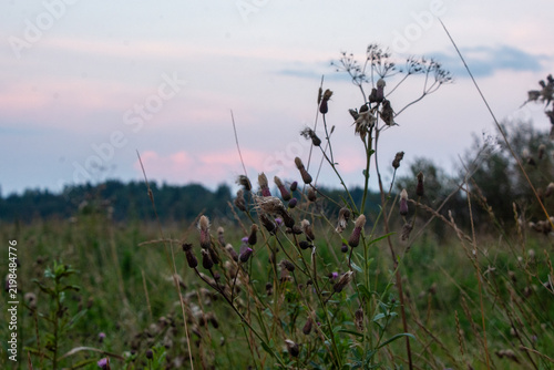 Fotografie Wild dried thistles and meadow plants against a soft pastel sunset sky
