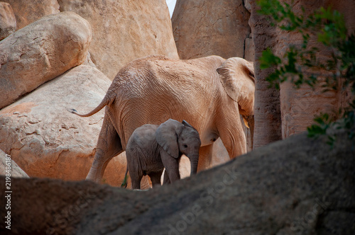 Wild elephant baby animal in zoo park. Wildlife and zoo. Fauna in wildlife. Animal park. African elephant in Valencia zoo. Elephant herd in wildlife of Africa. Wild elephant animal in nature