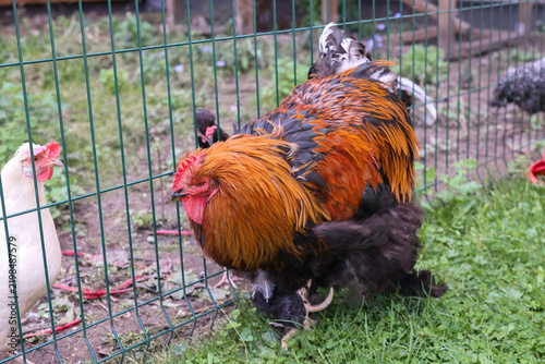 Canvastavla Close-up of a Brahma rooster with a flowing neck ruff and lush plumage, standing on the grass in a yard