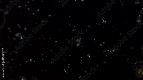 Microscopic view of Streptococcus bacteria under high magnification in darkfield illumination
