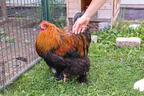 Obraz na plátně Close-up of a Brahma rooster with a flowing neck ruff and lush plumage, standing on the grass in a yard