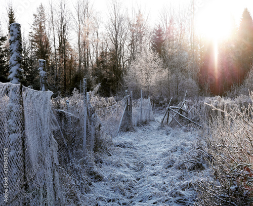 Snowy winter landscape with a frost-covered fence path and bright sunlight filtering through the trees.
