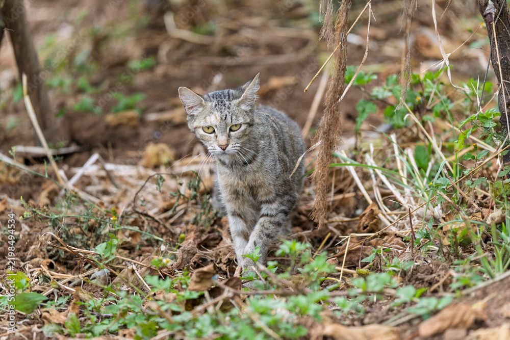 Fototapeta premium Tabby cat stalking through vegetation in a natural outdoor environment