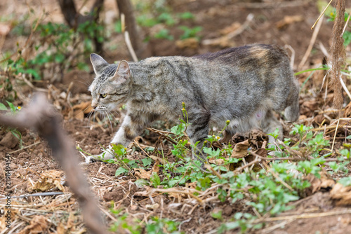 Obraz na płótnie Tabby cat stalking through vegetation in a natural outdoor environment