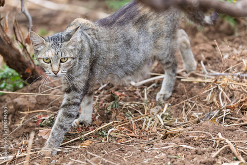 Foto Tabby cat stalking through vegetation in a natural outdoor environment