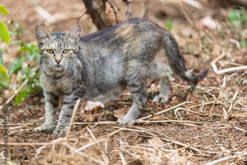 Bild auf Leinwand Tabby cat stalking through vegetation in a natural outdoor environment