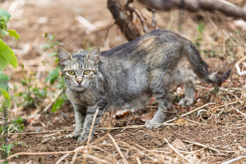 Fotografie Tabby cat stalking through vegetation in a natural outdoor environment