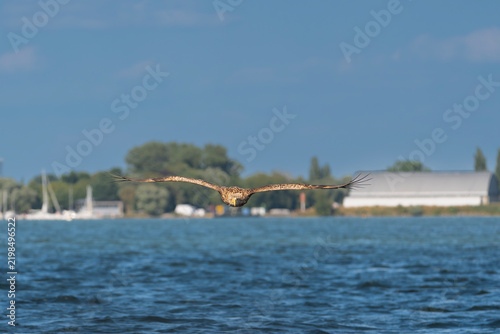 Fotografie White-tailed eagle (Haliaeetus albicilla) flying low directly toward the camera over Szczecin Lagoon near Stepnica, Poland, with coastline in background